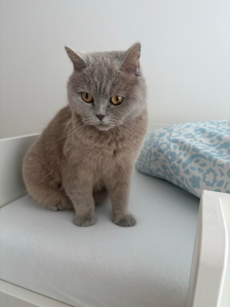 Britse korthaar, Poes