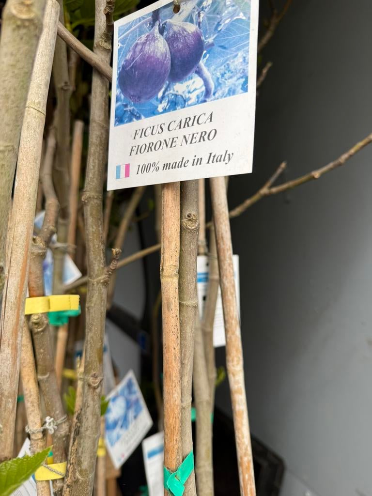 Vijgen 3 soorten zeer mooie prijs import nu  14,95 pst, Overige soorten, 100 tot 250 cm, Zomer, Ophalen