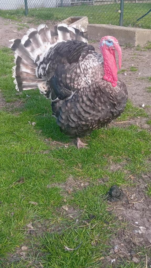 Kalkoen haan, Dieren en Toebehoren, Pluimvee, Mannelijk, Kalkoen