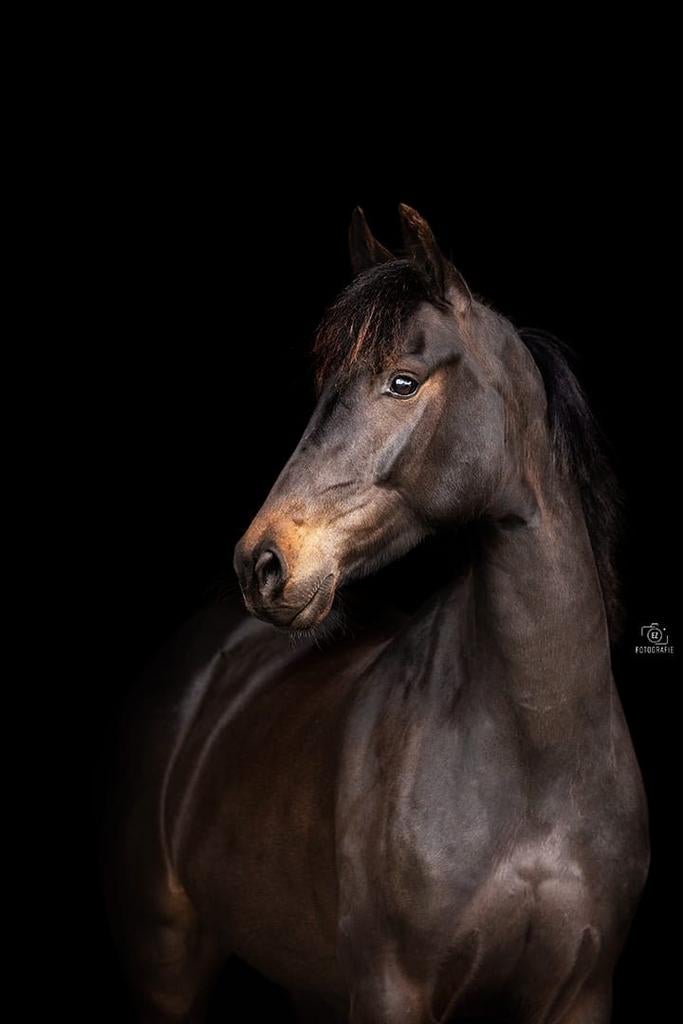 8-jarige Fries x Kwpn, Dieren en Toebehoren, Paarden, Ruin, B, Minder dan 160 cm, 7 tot 10 jaar, Recreatiepaard, Gechipt, Ontwormd