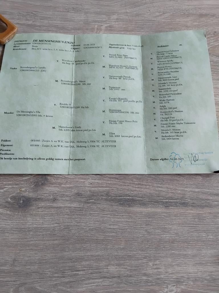 Te koop:super mooie 3 jarige new forest, Ruin, 3 tot 6 jaar