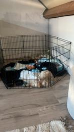 honden ren, Dieren en Toebehoren, Verzenden