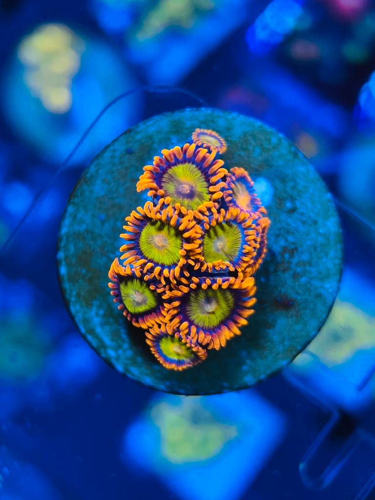 Zoanthus Koraal Stekken, Dieren en Toebehoren, Overige typen, Zoutwatervis