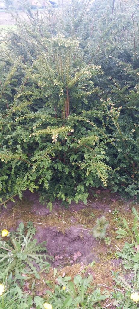 Taxus baccata, Ophalen, Bloeit niet, Halfschaduw, Overige soorten