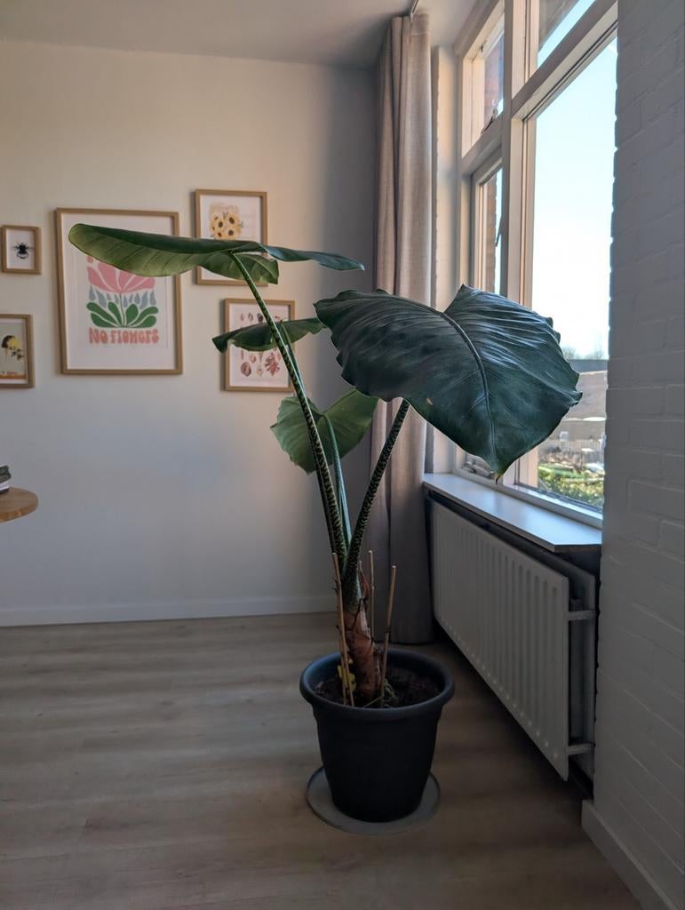 Grote Olifantsoor Kamerplant - continue groei!, Huis en Inrichting, Ophalen, Halfschaduw, In pot, 150 tot 200 cm