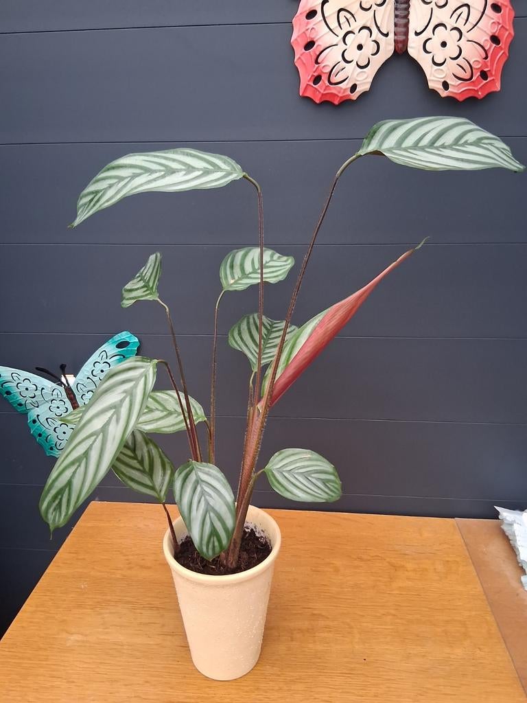 Calathea Compactstar, Ophalen, Halfschaduw, Minder dan 100 cm