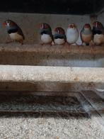 Te koop zebravinken, Meerdere dieren