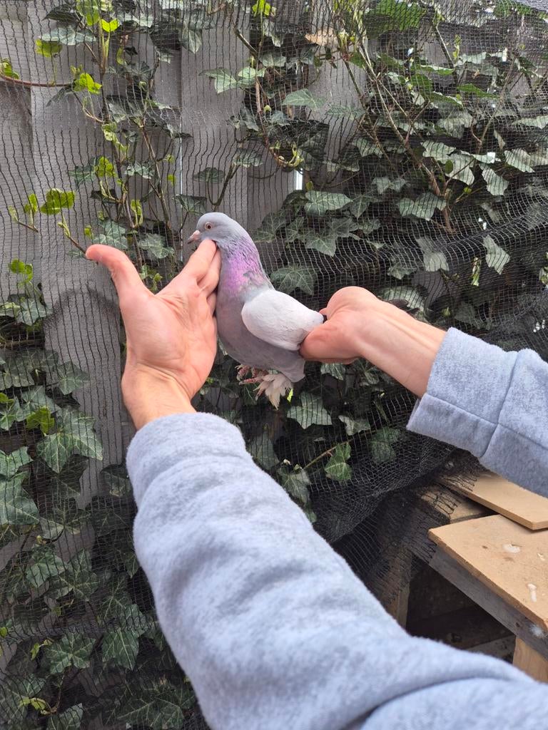 Duiven Takla vrouwtje, Dieren en Toebehoren, Pluimvee, Vrouwelijk, Kip