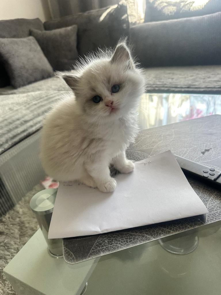 Ragdoll Female Breeding Queen with Pedigree, Dieren en Toebehoren, Katten en Kittens | Raskatten | Langhaar, Poes, Met stamboom