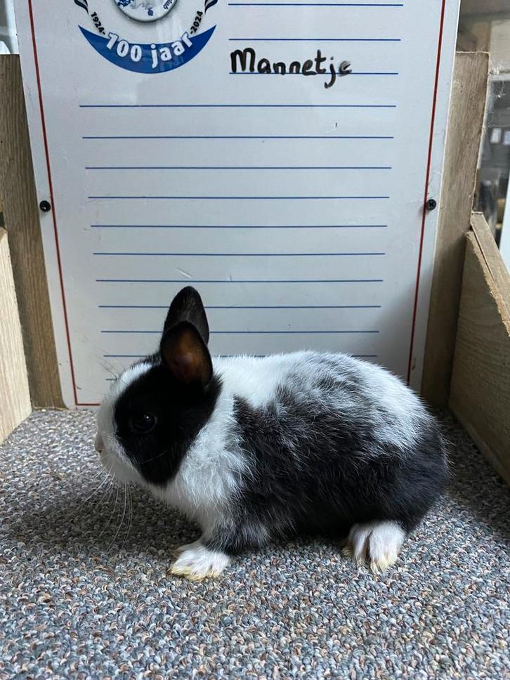 Jonfe dwergkonijnen handtam, Dieren en Toebehoren, Konijnen, Dwerg, Mannelijk