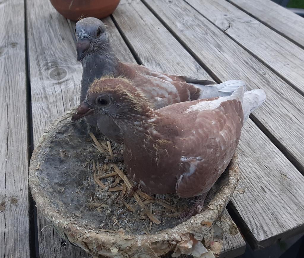 2 jonge duiven., Meerdere dieren, Postduif