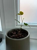 Diverse bijzondere zaailingen jackfruit johannesbrood vijg, Ophalen, Halfschaduw, Minder dan 100 cm