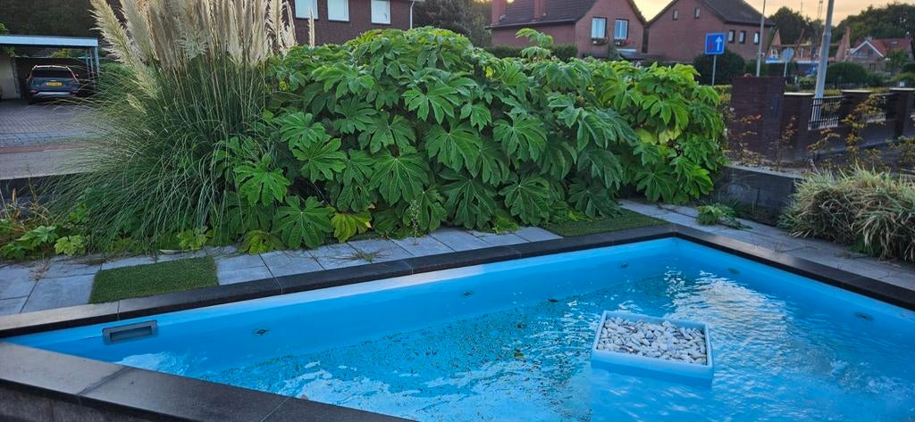 Tetrapanax papyrifera 'Steroidal Giant' - Rijstpapierplant, Tuin en Terras, Planten | Tuinplanten, Volle zon, Vaste plant, Bloeit niet