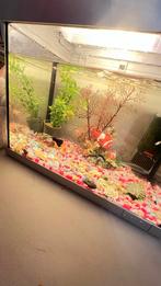 Aquarium met 6 vissen, Ophalen of Verzenden, Zo goed als nieuw, Gevuld zoetwateraquarium