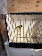 Zwartkop sijzen te koop! 2 mannen en 1 pop, Meerdere dieren