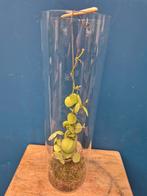 Dischidia Snaily in glas