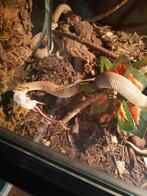 2.0 heterodon nasicus superconda, Slang, 0 tot 2 jaar