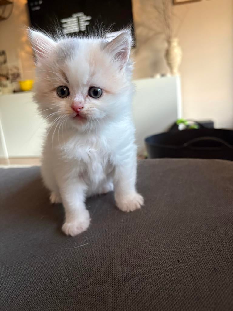 Super lieve ragdoll x perzisch kittens, Dieren en Toebehoren, Katten en Kittens | Raskatten | Langhaar, Meerdere dieren, Ontwormd