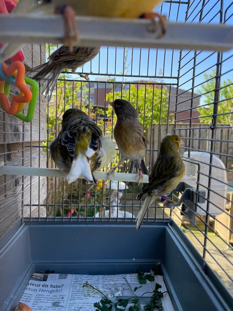 Mooi prachtig goed zingen kanaries mannetjes te koop, Dieren en Toebehoren, Vogels | Kanaries, Mannelijk, Zangkanarie