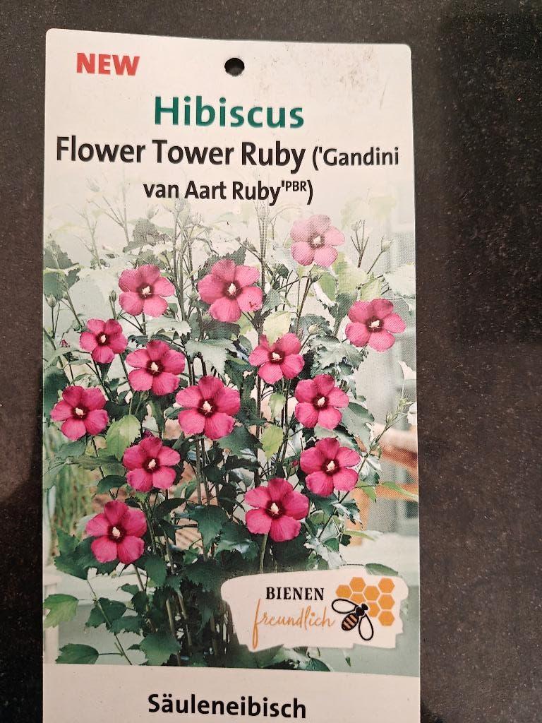 Hibiscus ruby struik, Ophalen, Overige soorten, Struik, 100 tot 250 cm