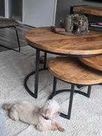 Wij zijn op zoek naar het beste mandje!, Dieren en Toebehoren, Honden | Chihuahua's en Gezelschapshonden, 1 tot 2 jaar, Meerdere