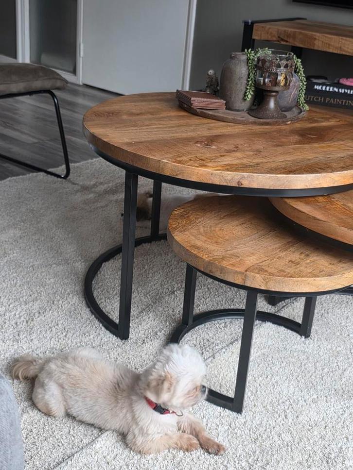 Wij zijn op zoek naar het beste mandje!, Dieren en Toebehoren, Honden | Chihuahua's en Gezelschapshonden, Reu, Overige rassen