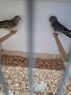 Roodrug parkieten, Meerdere dieren, Parkiet