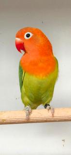 Mooie jonge fischeri split lutino, Dieren en Toebehoren, Vogels | Parkieten en Papegaaien, Meerdere dieren, Dwergpapegaai of Agapornis