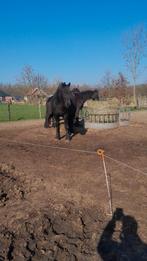 Friese paarden, Merrie, 0 tot 2 jaar