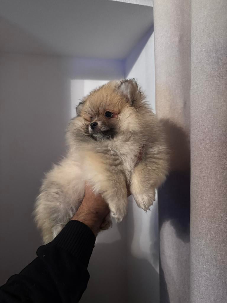 Puppy’s, Ontwormd, 0 tot 2 jaar