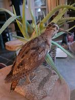 Taxidermie,Taxidermy Opgezette "houtsnip", Ophalen of Verzenden, Zo goed als nieuw, Vogel, Opgezet dier