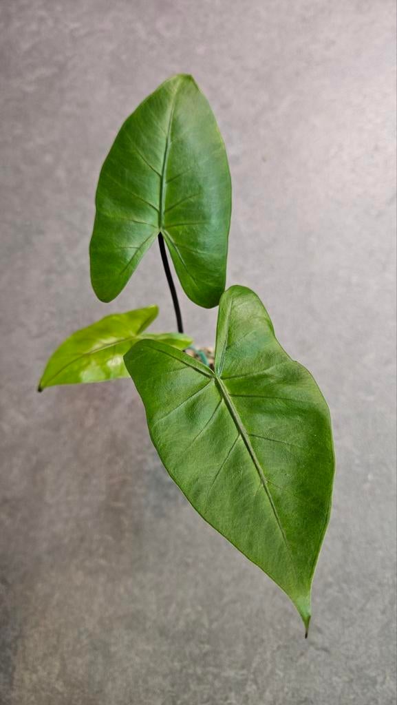Alocasia Macrorrhiza Black Stem, Huis en Inrichting, Kamerplanten, Ophalen of Verzenden, Halfschaduw, Minder dan 100 cm