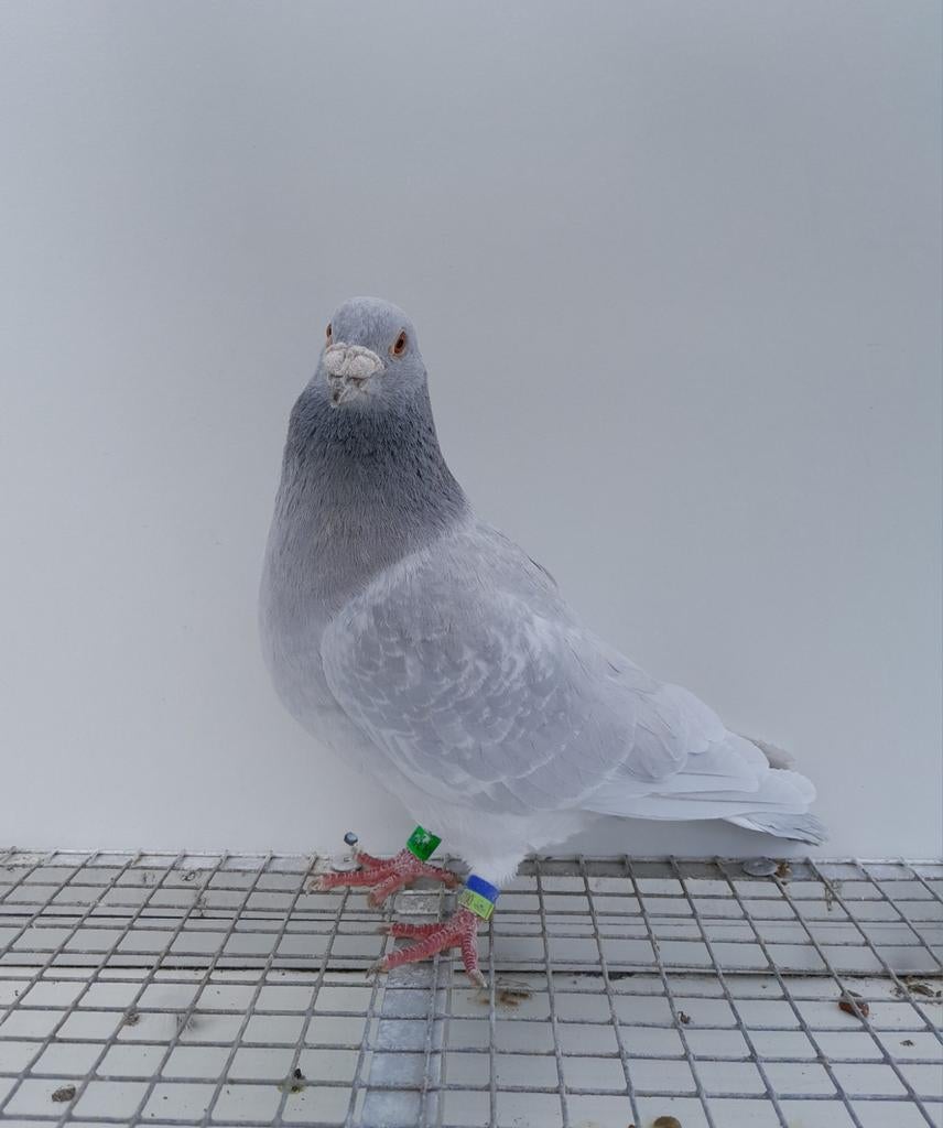 Postduif kleurpostduif kleurpostduiven, Dieren en Toebehoren, Mannelijk, Postduif