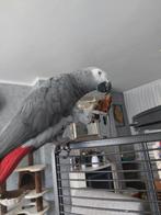 Grijze roodstaart  gevraagd, Mannelijk, Papegaai