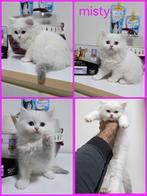 Britse katten   (2 maanden oud ), Kater, Ontwormd, 0 tot 2 jaar