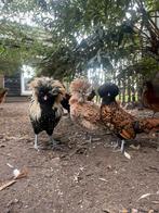 Broedeieren kriel bebaarde kuifhoen, Dieren en Toebehoren, Geslacht onbekend, Kip