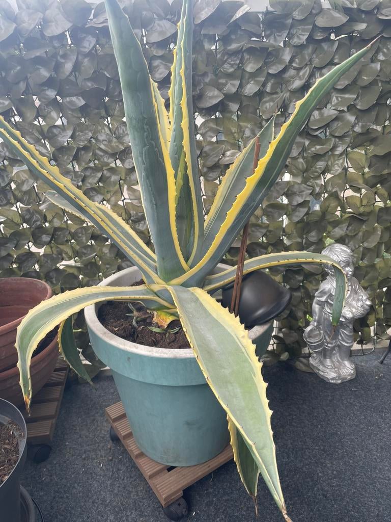 Cactus inclusief pot, Overige soorten, Volle zon, Vaste plant, Ophalen of Verzenden