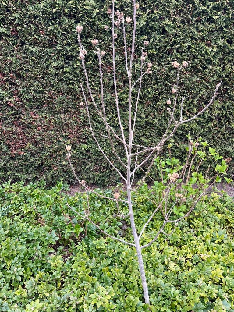 Hibiscus, Ophalen, Overige soorten, Halfschaduw