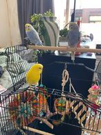 3 grasparkieten+speeltjes+kooi, Dieren en Toebehoren, Vogels | Parkieten en Papegaaien, Mannelijk, Parkiet