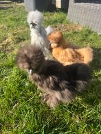 3 hennen Usa zijdehoen 🐥17 wk geent 💯% hen garantie✅, Dieren en Toebehoren, Pluimvee, Vrouwelijk, Kip