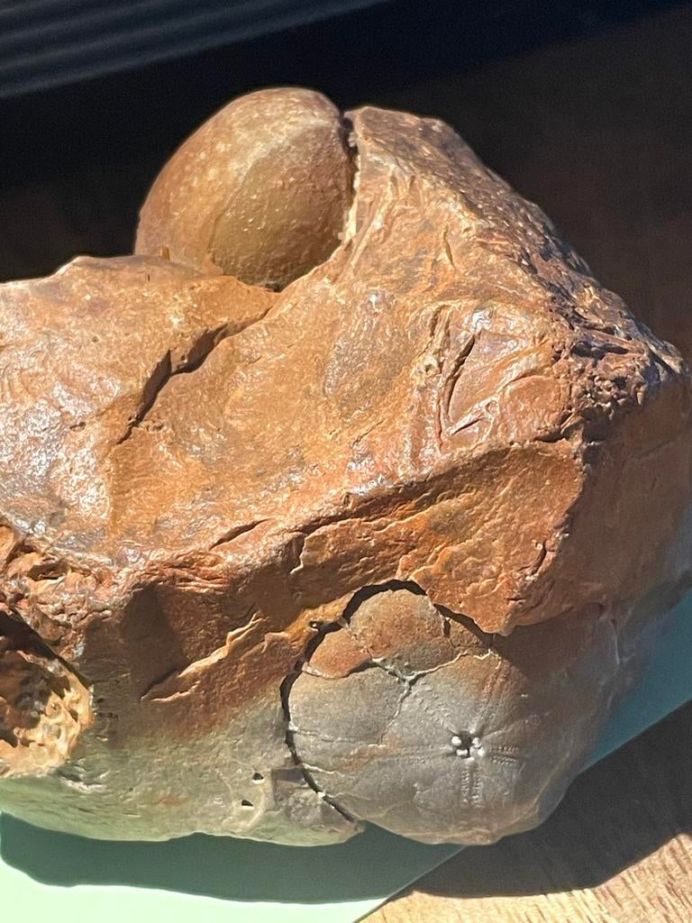 2 Zee Egels in steen als schelp Fossielen, Ophalen of Verzenden, Fossiel