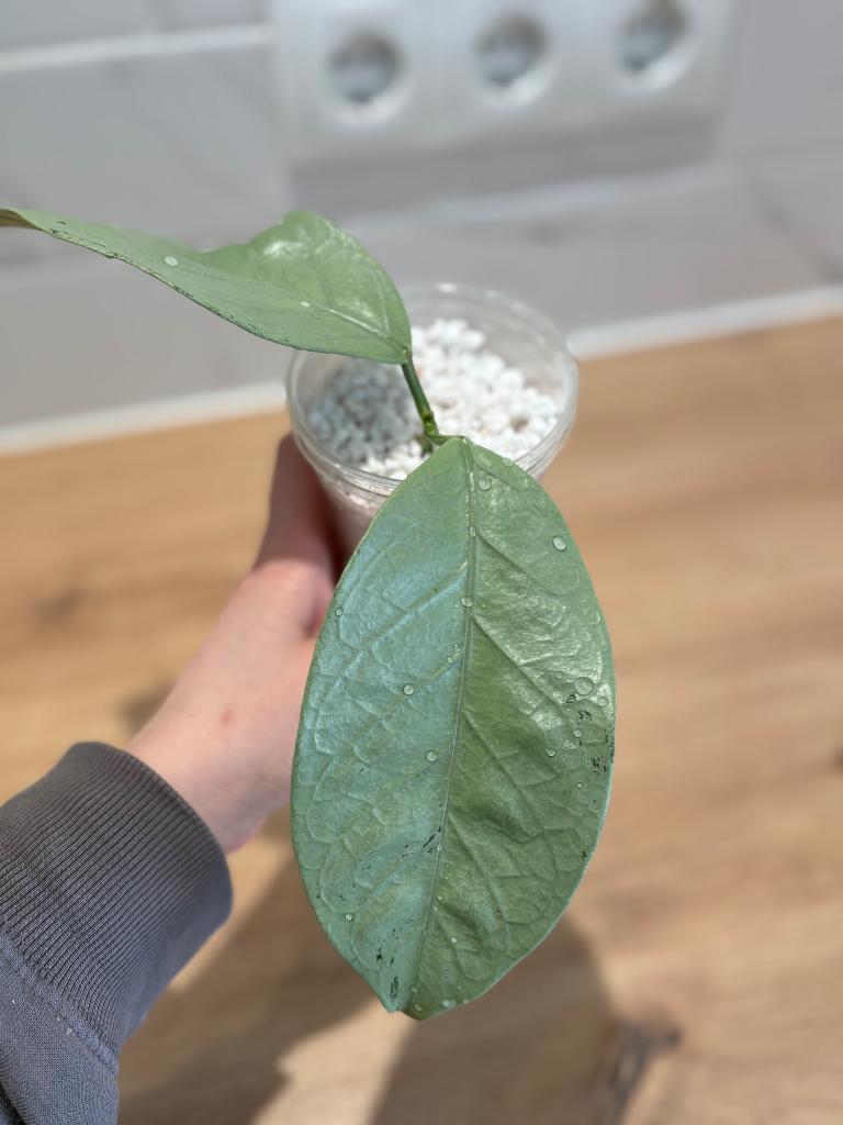 Hoya Coriacea Silver, Huis en Inrichting, Minder dan 100 cm, Bloeiende kamerplant, Groenteplant, Halfschaduw