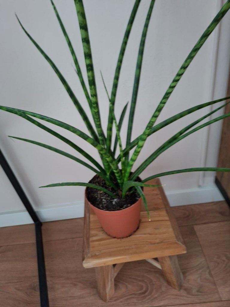 Sanseveria Fernwood, Huis en Inrichting, Ophalen, Halfschaduw, Minder dan 100 cm