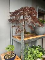 Bonsai Acer Palmatum goodblood, In pot, Bloeit niet, Halfschaduw, Minder dan 100 cm