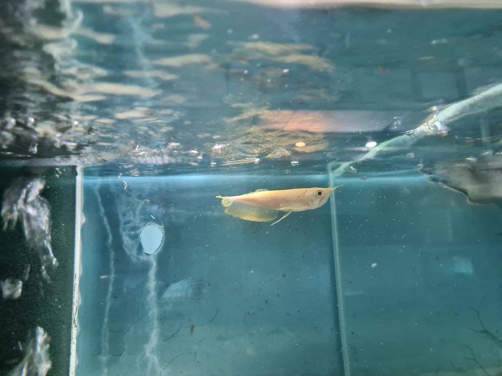 Albino Zilver Arowana, Osteoglossum Bicirrhosum Albino, Dieren en Toebehoren, Vis, Zoetwatervis