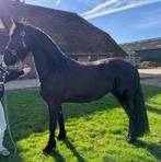 3 jarige friese merrie, Merrie, 160 tot 165 cm, 3 tot 6 jaar