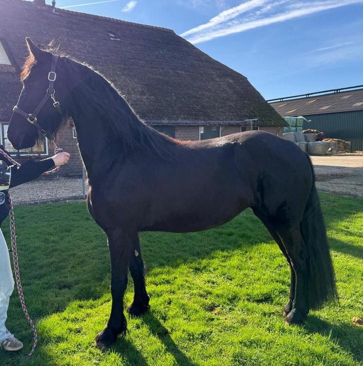 3 jarige friese merrie, Dieren en Toebehoren, Paarden, Merrie, 160 tot 165 cm, 3 tot 6 jaar