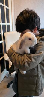 Een lief en zeer vriendelijk konijn, heel geschikt voor kind
