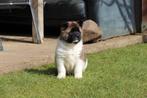 American Akita met stamboom, Dieren en Toebehoren, België, 8 tot 15 weken, Teef, Poolhond