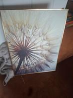 Mooie print van een paardenbloem, Ophalen, 50 tot 75 cm, 50 tot 75 cm, Print